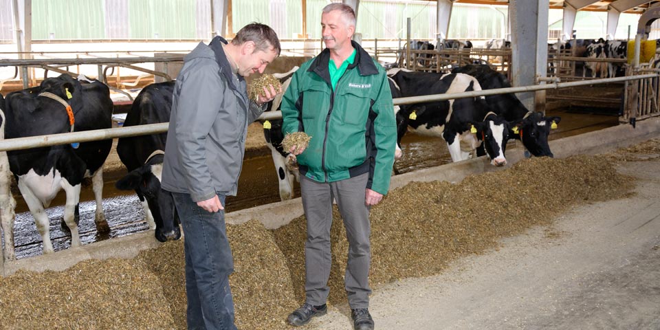 Prüfung der Qualität der Maissilage